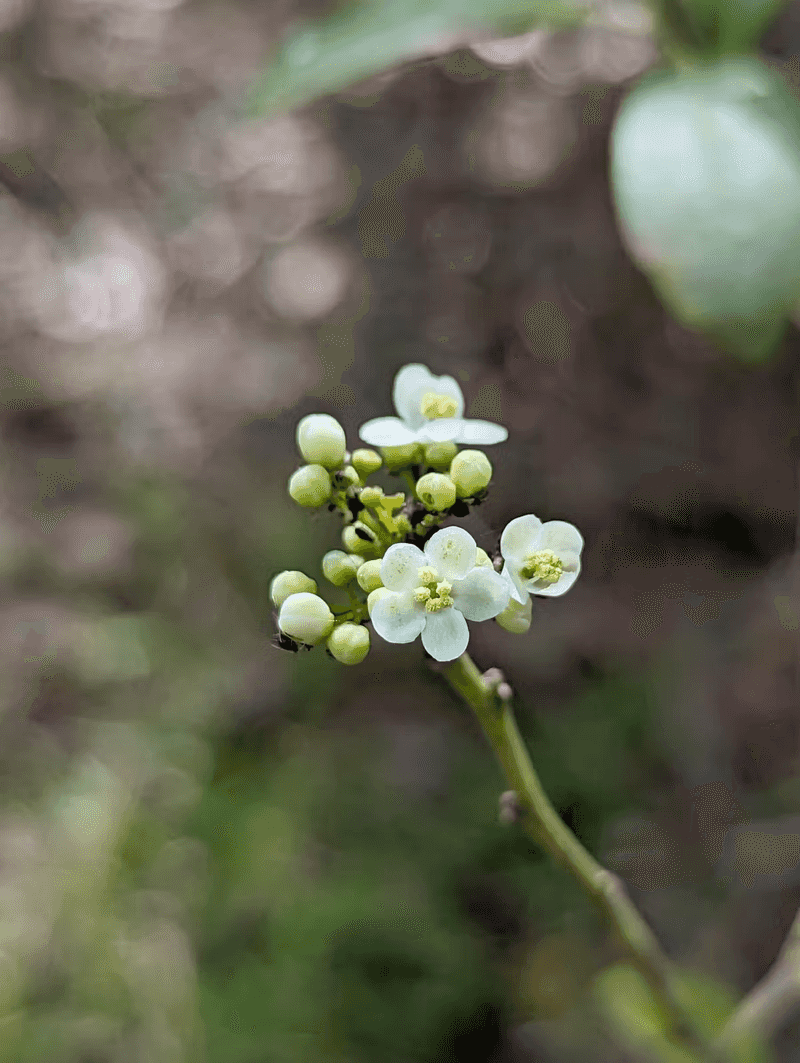 Bees Visit Its Tiny Spring Flowers Bees Visit Its Tiny Spring Flowers
