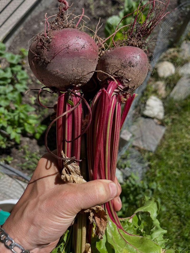 Beets Beets