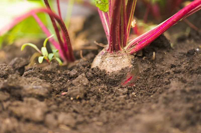 Beets Grow Well In Cooling Soil Beets Grow Well In Cooling Soil