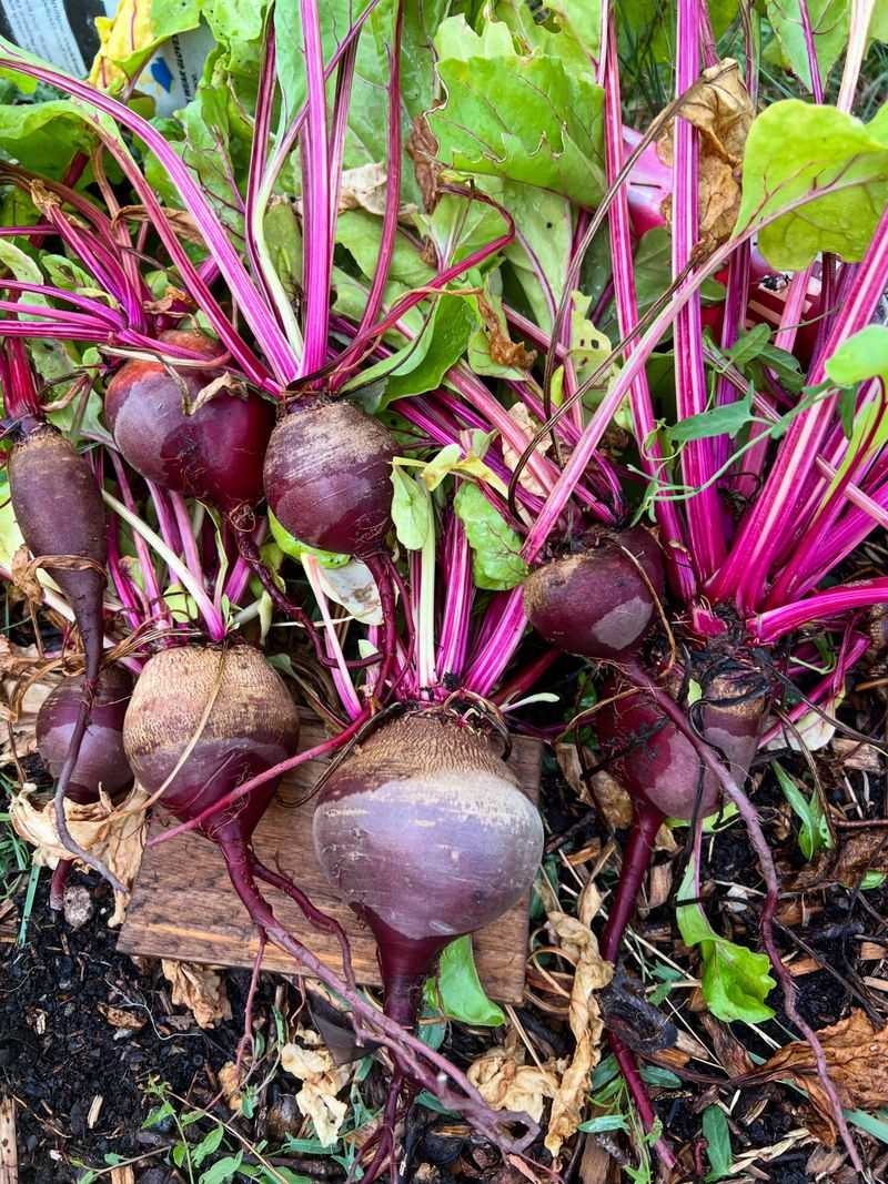 Beets Need An Early Start To Make The October Window