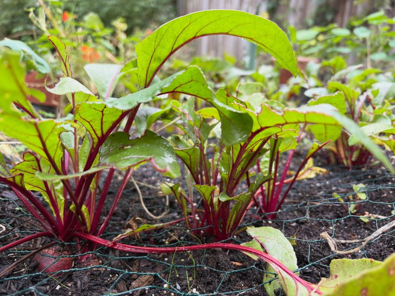 Beets