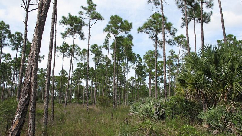 Before Settlement, It Carpeted Florida's Pine Flatwoods