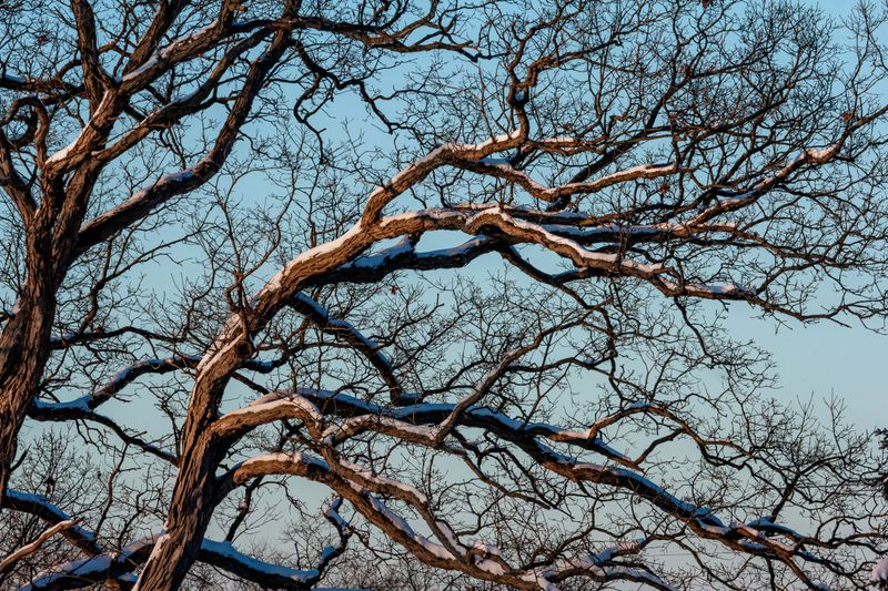 Before Winter Dormancy
