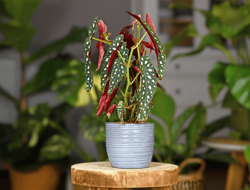 Begonia