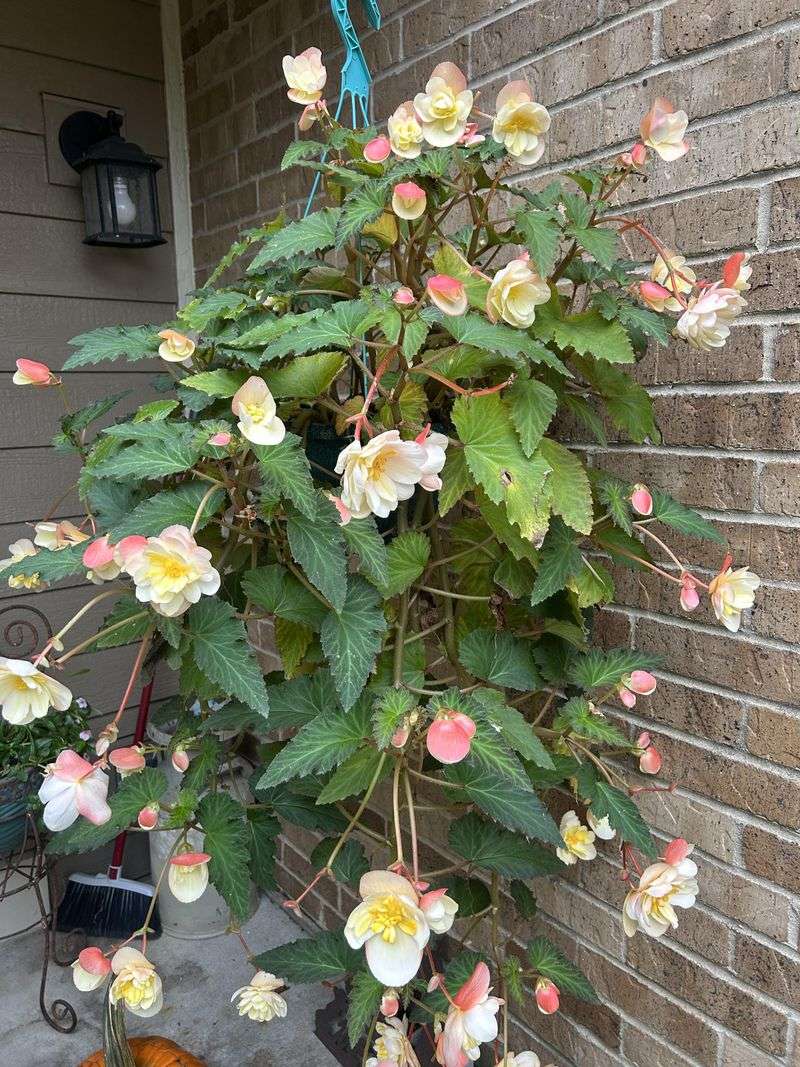 Begonias Need Protection From Falling Temperatures Begonias Need Protection From Falling Temperatures