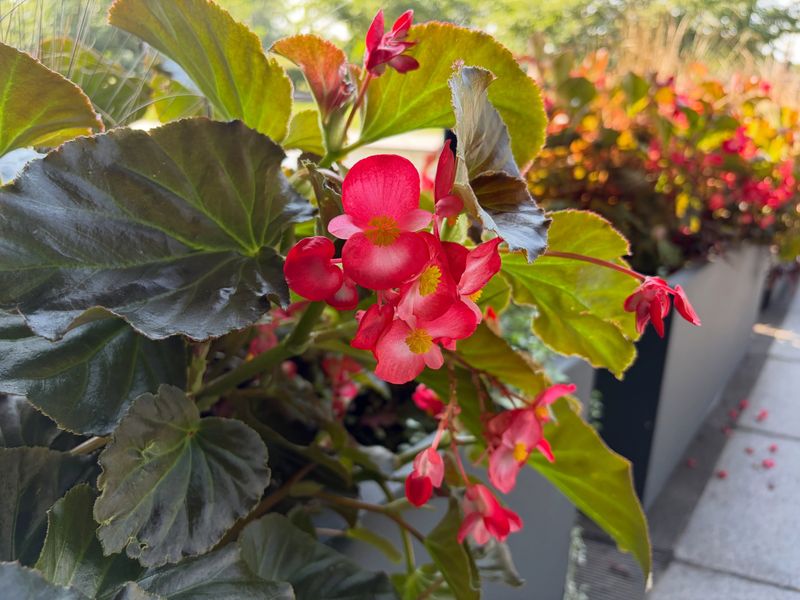 Begonias With Waxy Leaves And Tender Stems