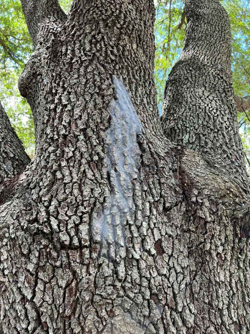 Behind The Silk Sits A Tiny Bark-Dwelling Insect Behind The Silk Sits A Tiny Bark-Dwelling Insect