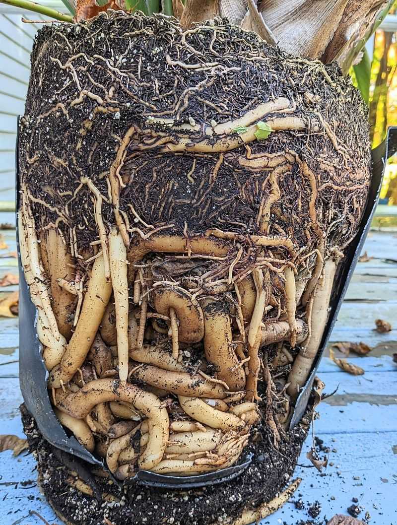 Being Slightly Root Bound Can Help Being Slightly Root Bound Can Help