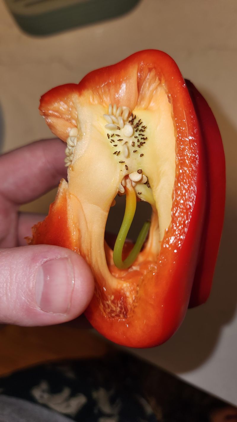 Bell Peppers Hide Treasure Inside
