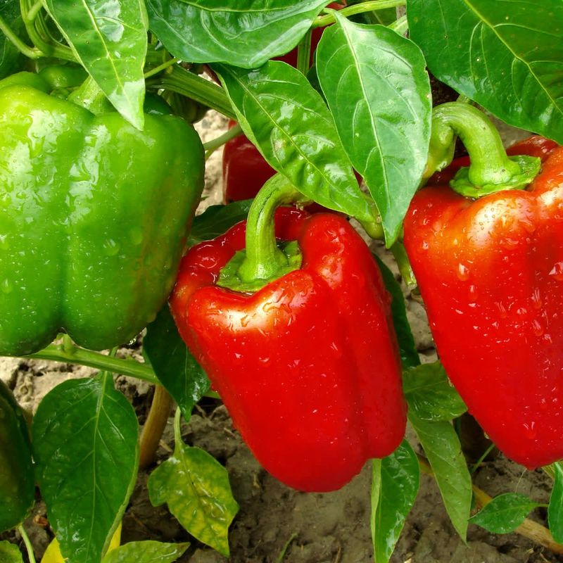 Bell Peppers Bell Peppers