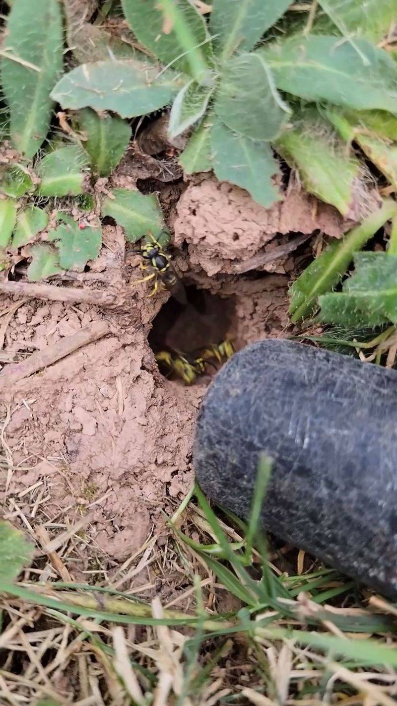 Beneath Lawn Debris And Ground Cover