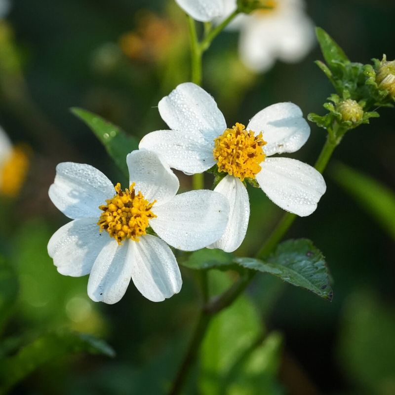 Beneficial Insects Flock To Its Blooms