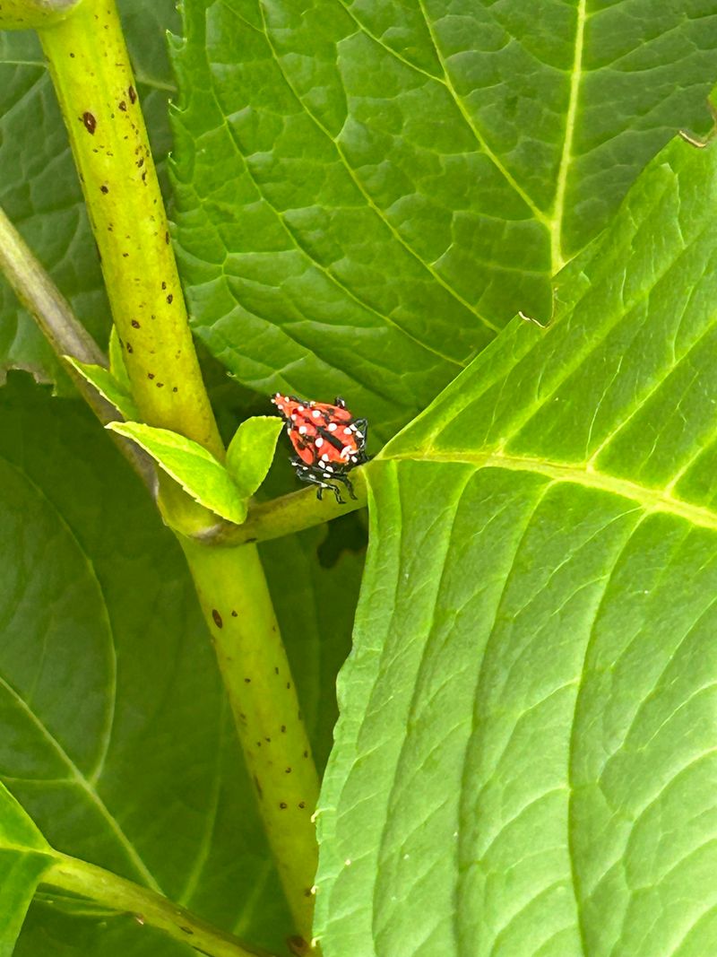 Beneficial Insects May Already Be Controlling Aphids