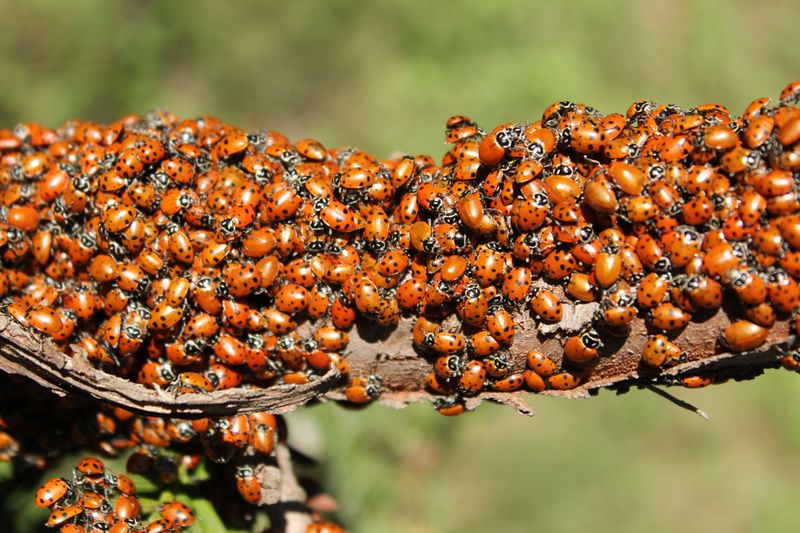 Beneficial Insects Overwinter In Garden Debris Beneficial Insects Overwinter In Garden Debris