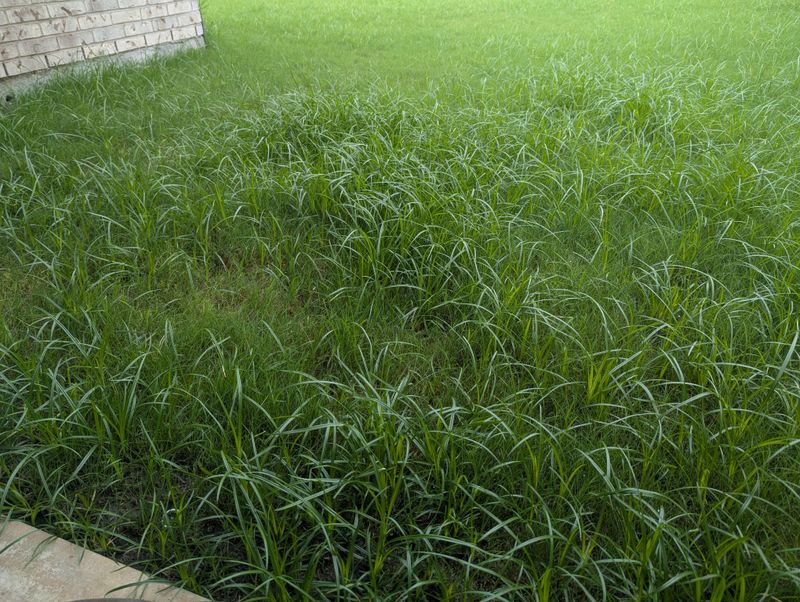 Bermuda And Zoysia Need To Wait For Spring