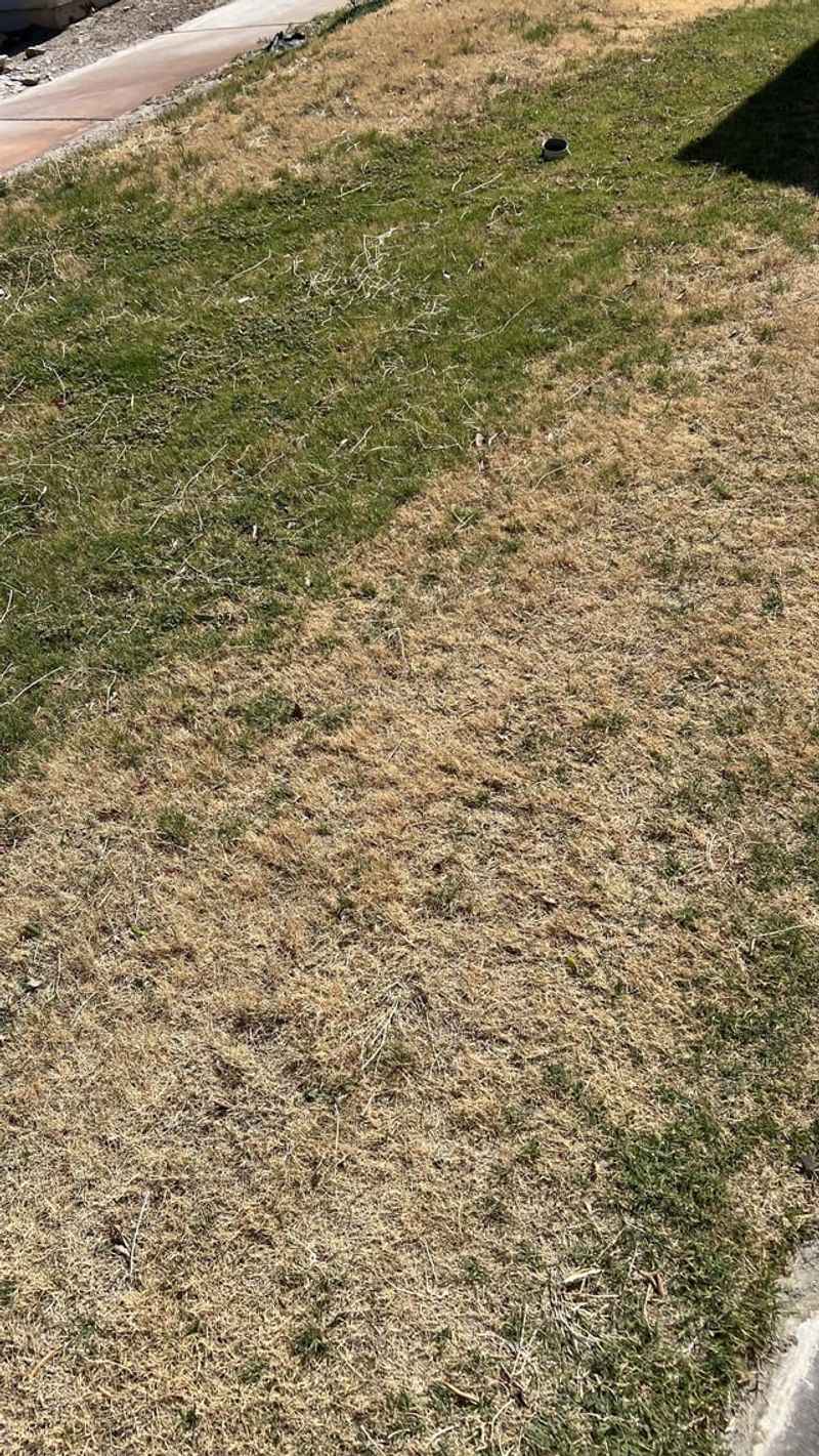 Bermuda Needs To Prepare For Dormancy While Fescue Keeps Growing Bermuda Needs To Prepare For Dormancy While Fescue Keeps Growing
