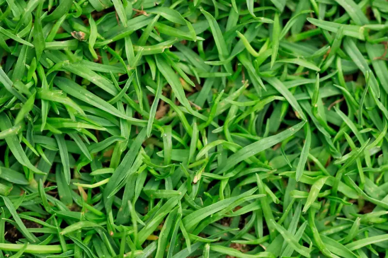 Bermuda is not automatically the thirsty lawn