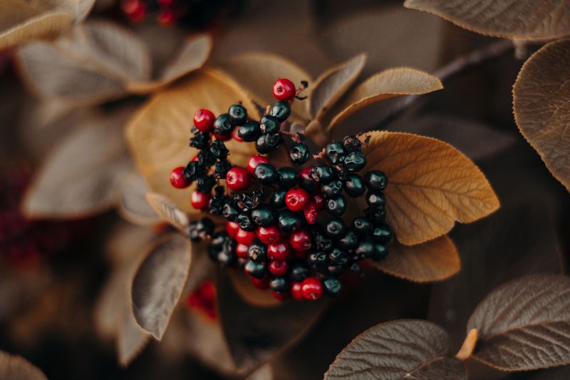 Berries Built Like A Laxative