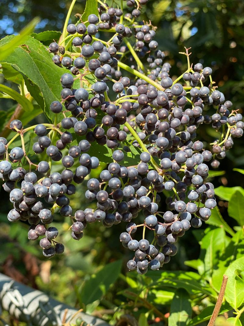 Berries Ripen Right Into Fall Berries Ripen Right Into Fall
