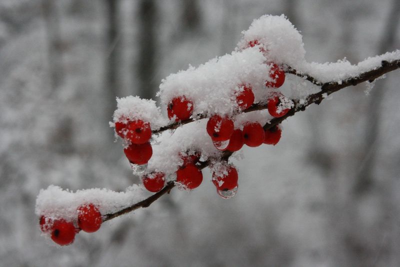 Berries That Last Through The Cold Months