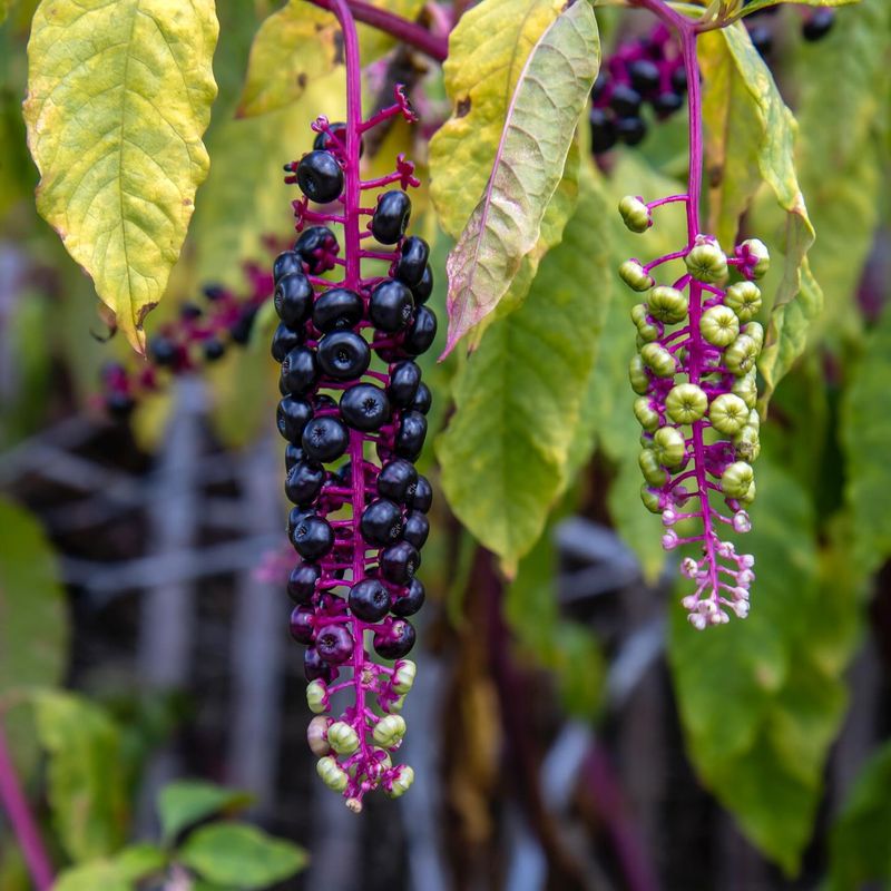 Berry Clusters That Fool Kids Into Thinking Grapes