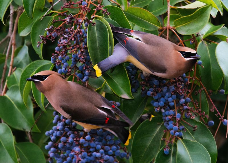 Berry Crops Not Dates Drive Their Path