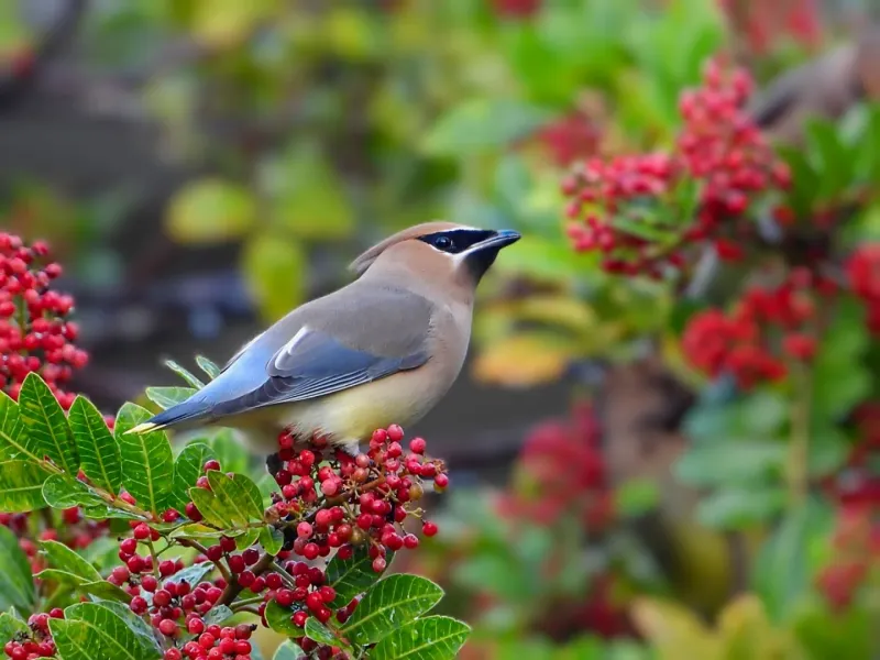 Berry Loaded Shrubs Become A Magnet Berry Loaded Shrubs Become A Magnet