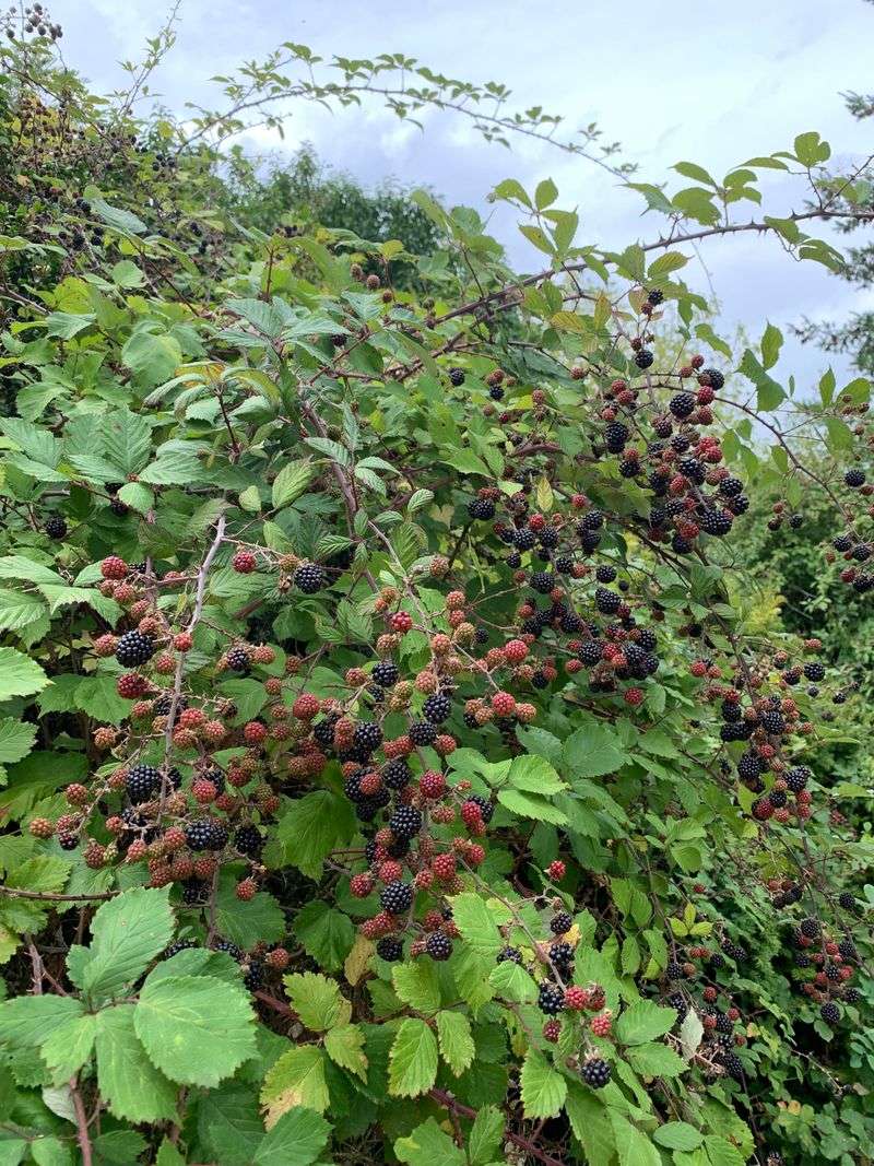Berry Thickets And Woodland Borders Are Hot Spots Berry Thickets And Woodland Borders Are Hot Spots