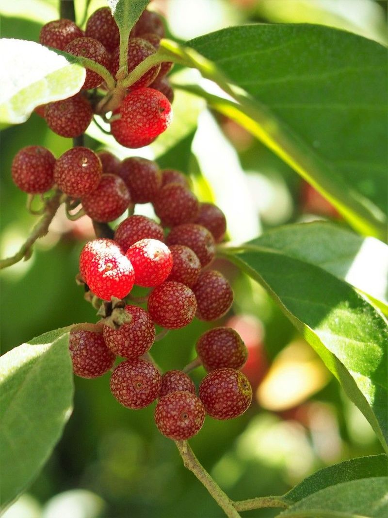 Berry picking limits seed dispersal but does not restore habitat Berry picking limits seed dispersal but does not restore habitat