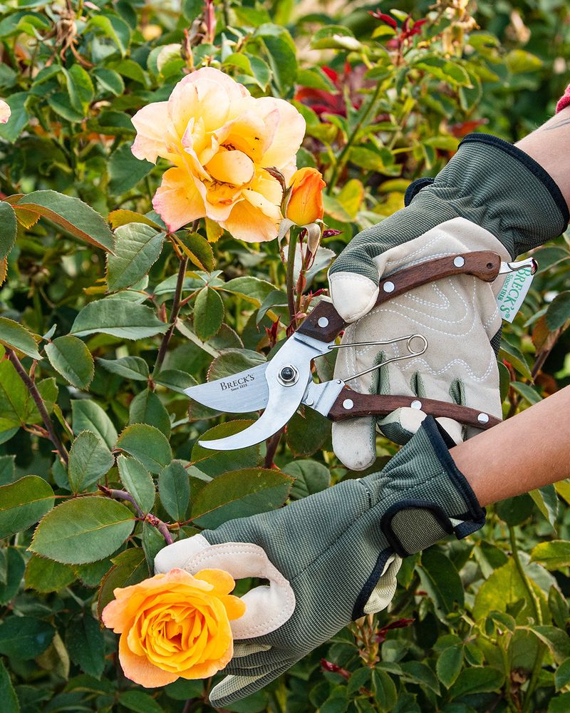 Better Airflow Helps Rose Leaves Dry More Quickly Better Airflow Helps Rose Leaves Dry More Quickly
