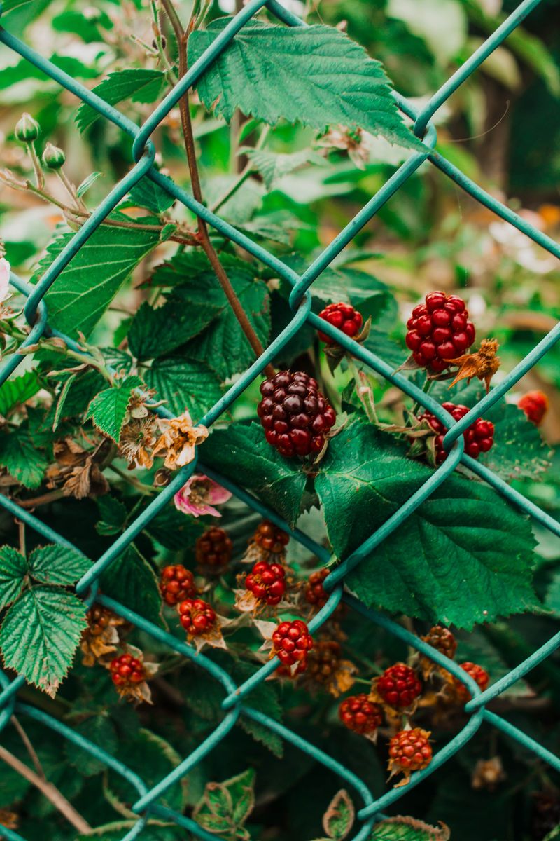 Better Fence Line Plants To Grow In Its Place Better Fence Line Plants To Grow In Its Place