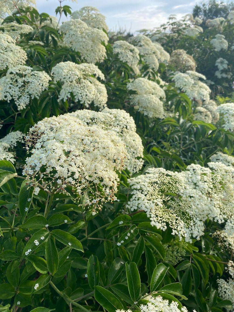 Better Native Shrub Alternatives For Michigan Gardens