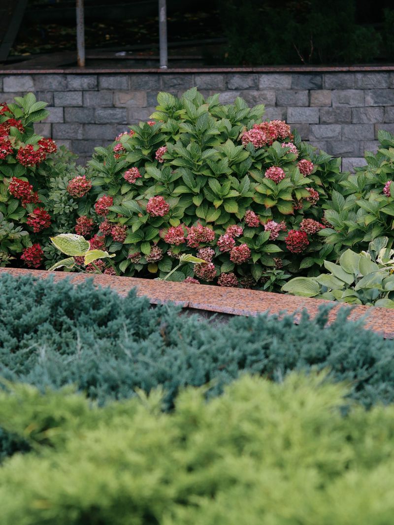 Better Shrubs To Fill The Empty Space Better Shrubs To Fill The Empty Space