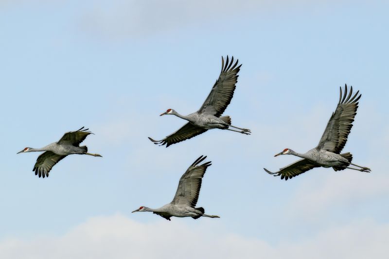 Better Sightings With Simple Gear And Patience