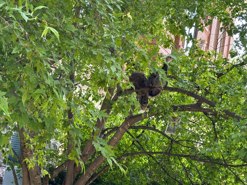 Big Backyard Trees Offer More Than Shade Big Backyard Trees Offer More Than Shade