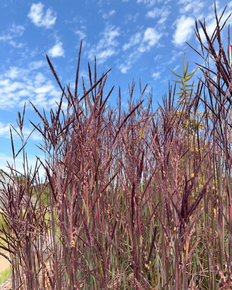 Big Bluestem Brings Strong Vertical Structure