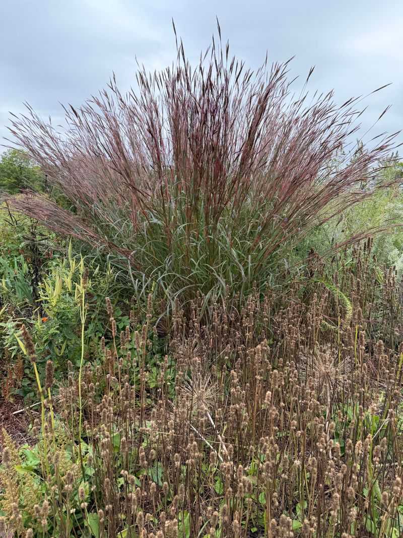 Big Bluestem Creates Tall Autumn Movement Big Bluestem Creates Tall Autumn Movement
