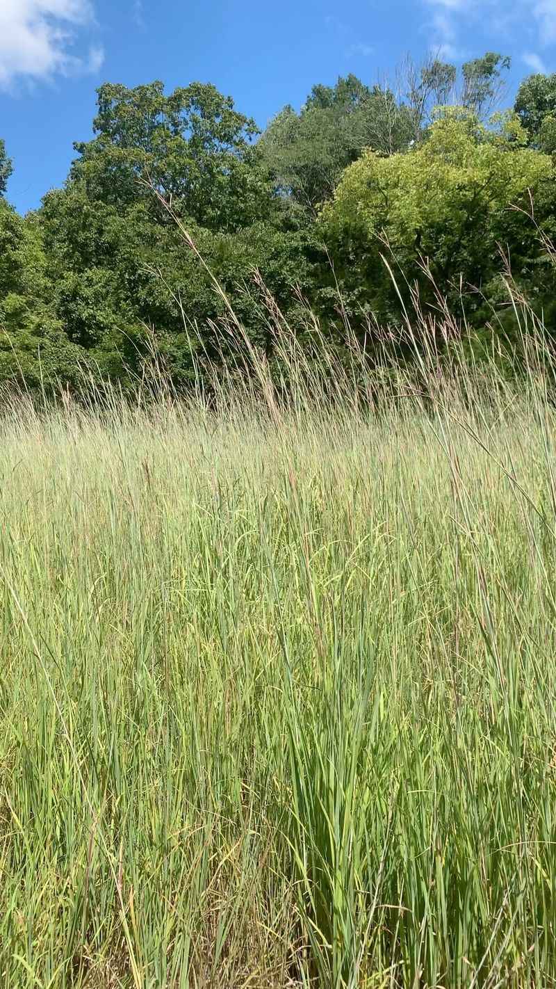 Big Bluestem Was Once A Prairie Powerhouse Big Bluestem Was Once A Prairie Powerhouse