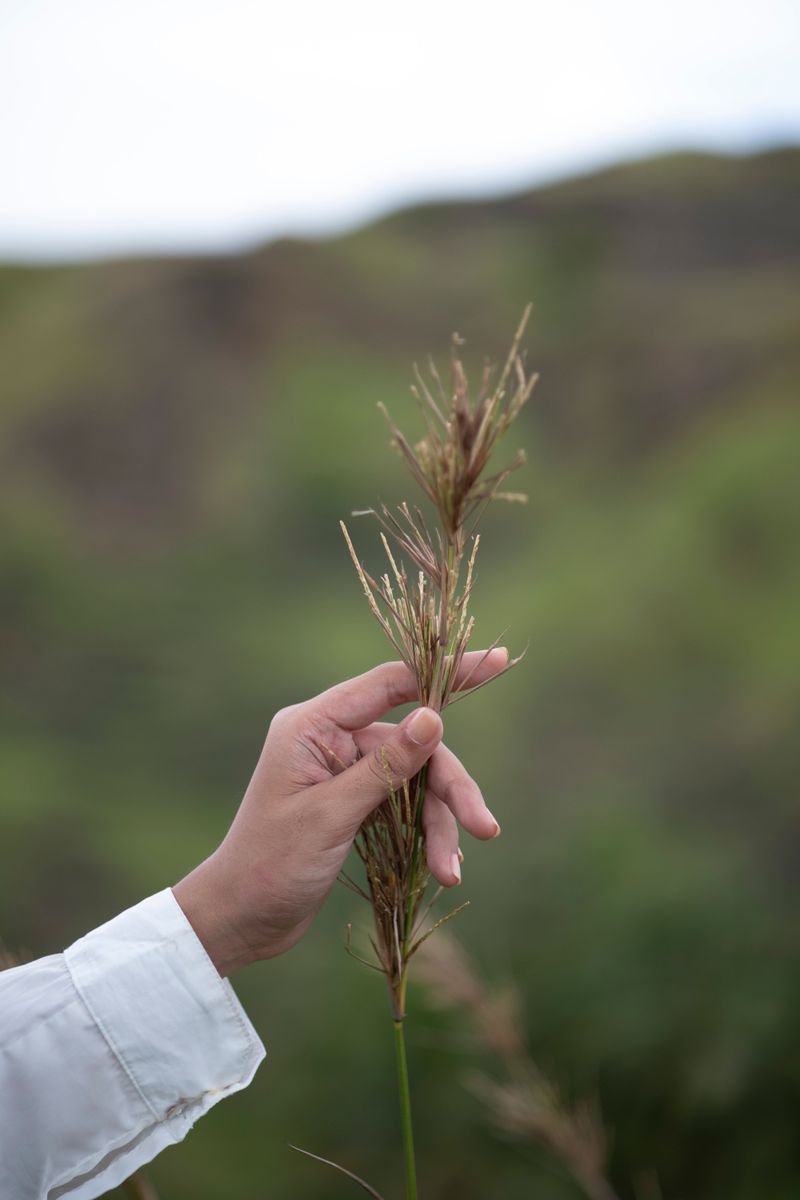 Big Bluestem With Its Turkey Foot Tassels