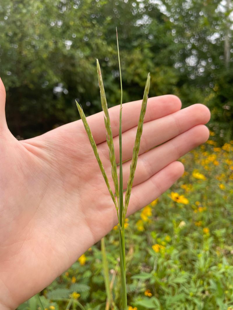 Big Bluestem Big Bluestem