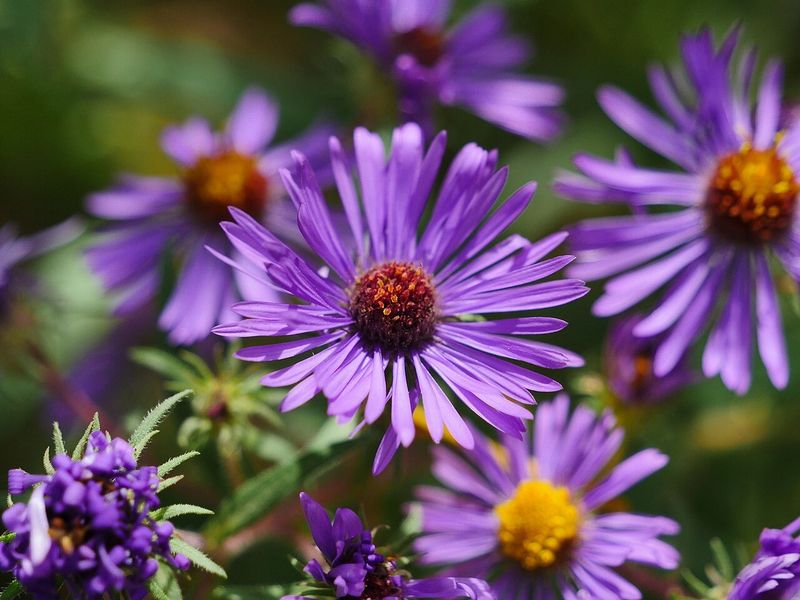 Big Bright Blooms That Last For Weeks Big Bright Blooms That Last For Weeks