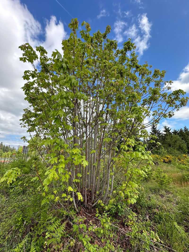 Big Leaf Maple Big Leaf Maple