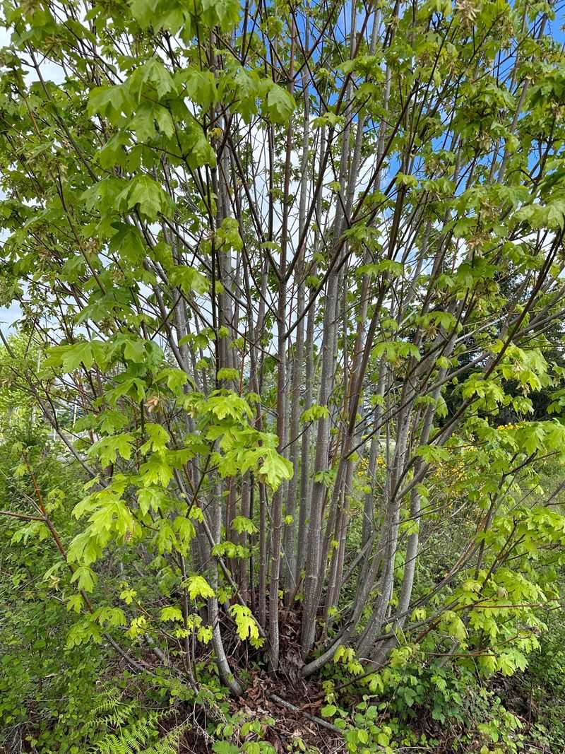 Big Leaf Maple