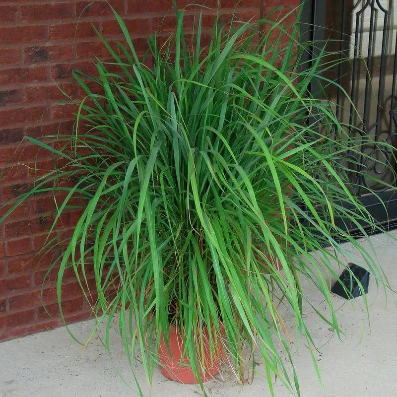 Big Pots Right Beside The Door Work Best Big Pots Right Beside The Door Work Best
