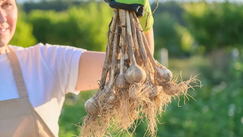 Bigger Bulbs Come From Longer Growing Seasons Bigger Bulbs Come From Longer Growing Seasons