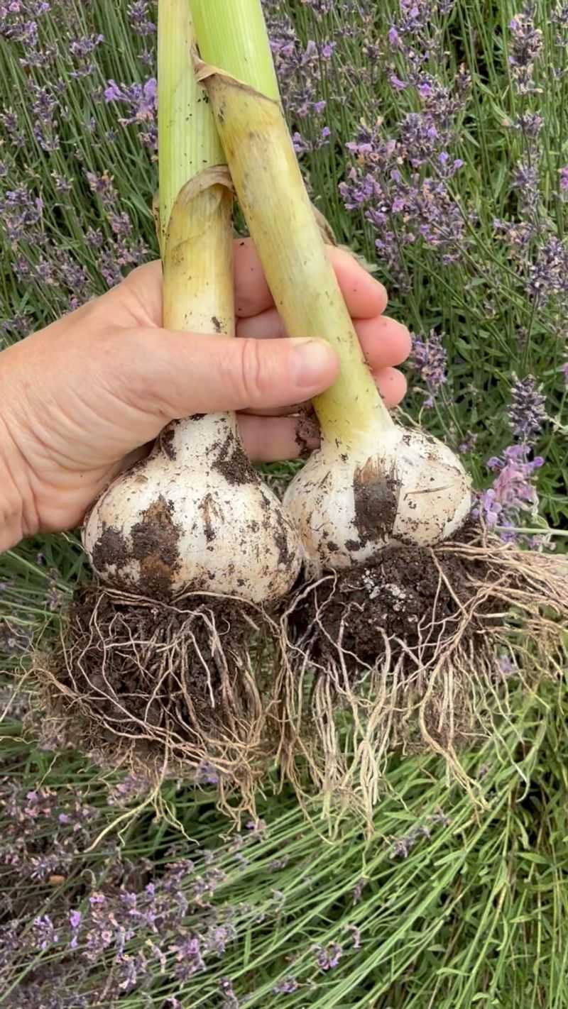 Bigger Bulbs Next July, Cleaner Ground For Years Bigger Bulbs Next July, Cleaner Ground For Years