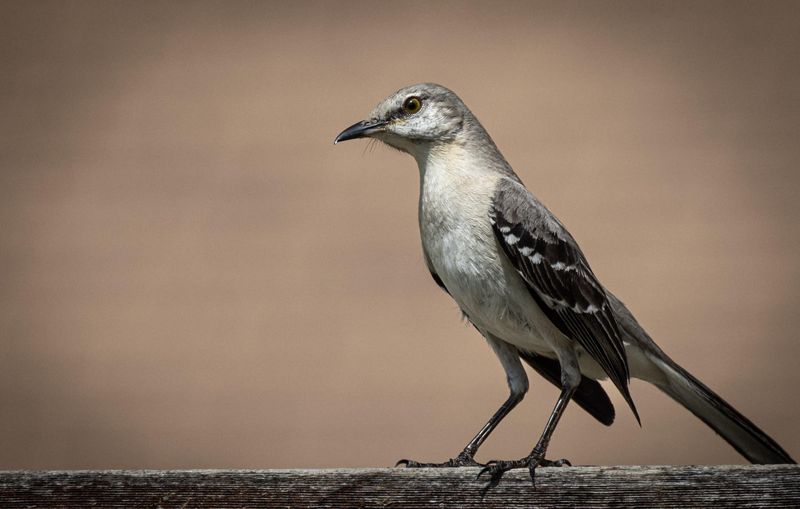 Bigger Song Lists Impress Female Mockingbirds Bigger Song Lists Impress Female Mockingbirds