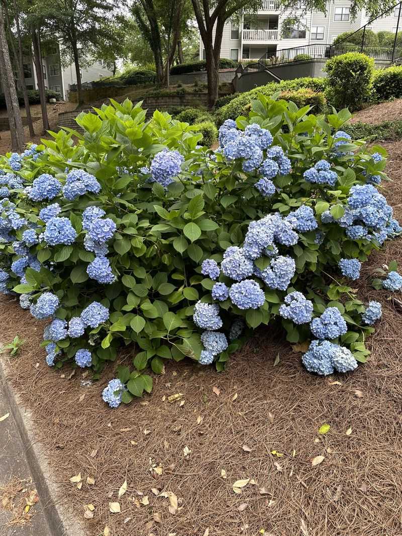 Bigleaf Hydrangea Already Has Its Blue Blooms Set
