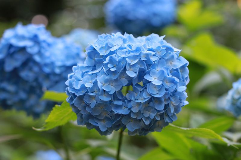 Bigleaf Hydrangea Hides Next Year's Blooms Bigleaf Hydrangea Hides Next Year's Blooms