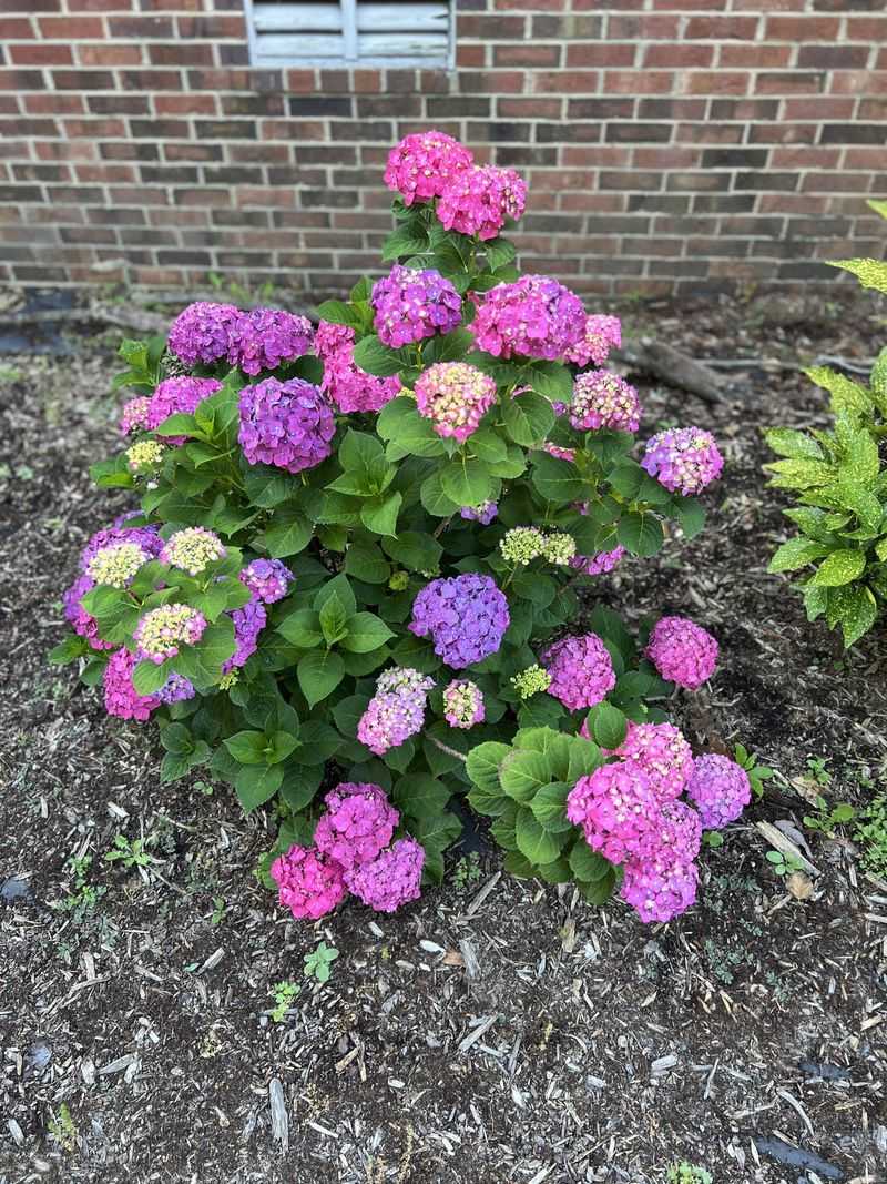 Bigleaf Hydrangea